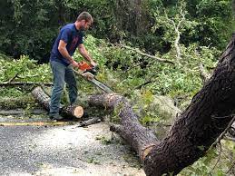 Brenham, TX Tree Services Company